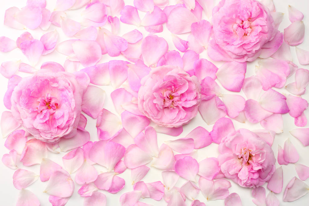 ピンク ローズの花は、白い背景で隔離。トップ ビュー - 写真・画像