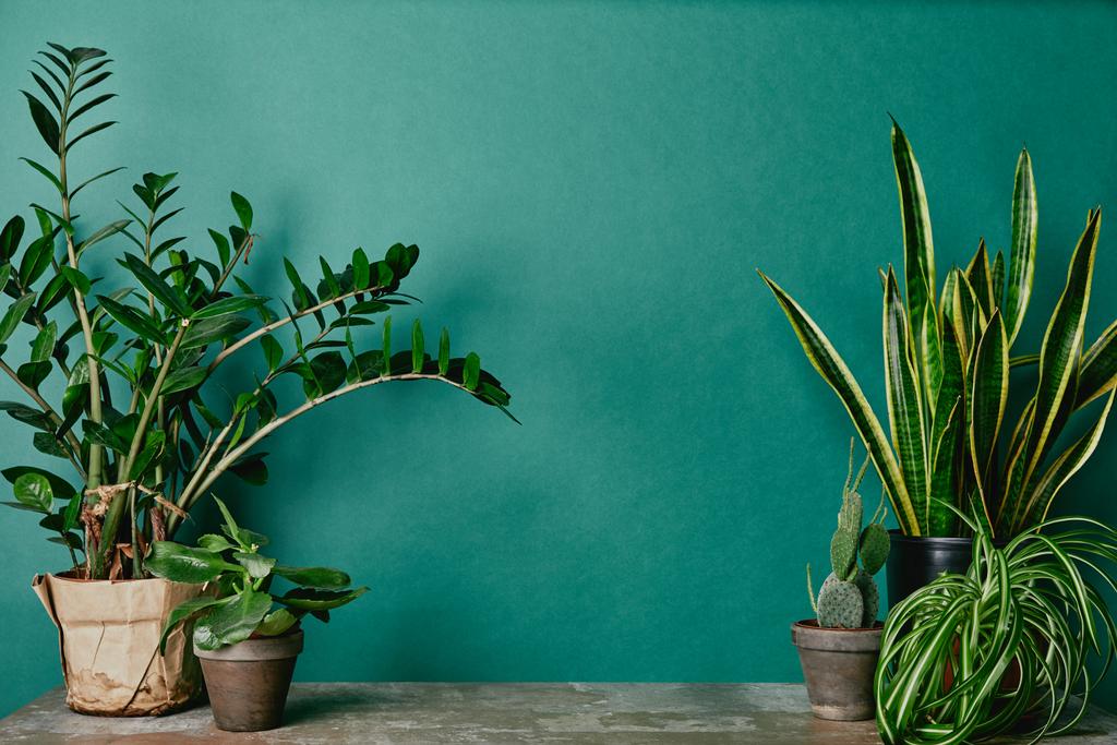 Diferentes plantas sobre mesa oxidada sobre fondo verde
 - Foto, imagen