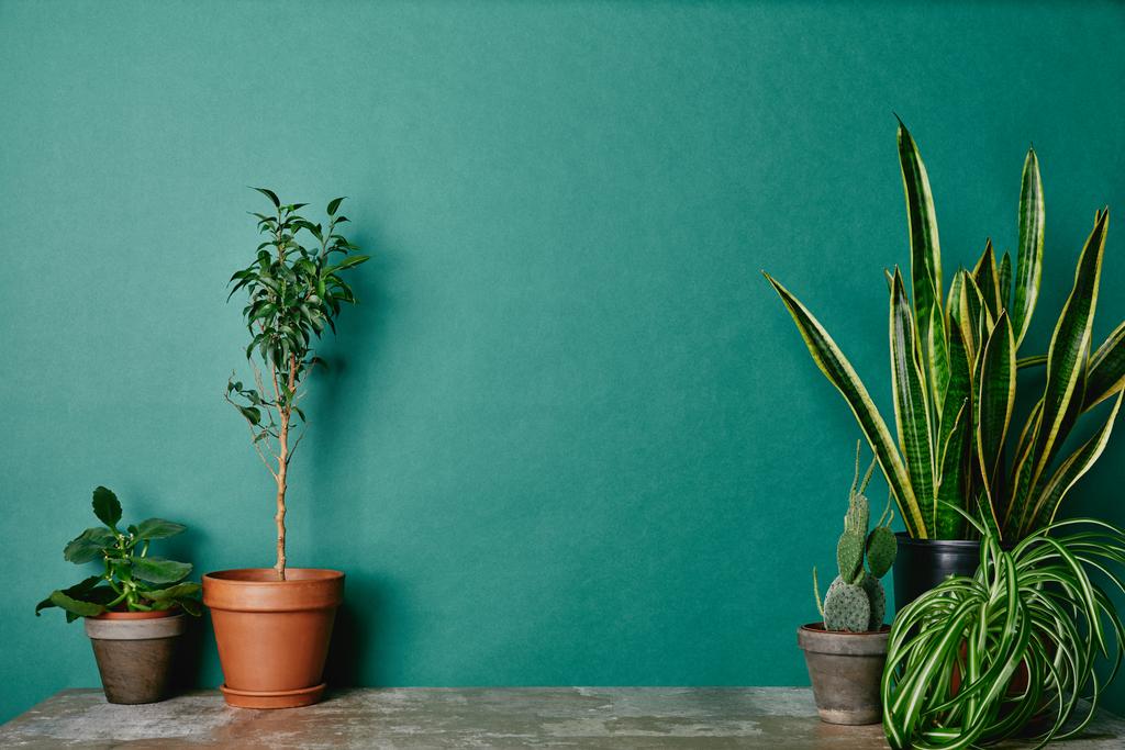 Различные растения в цветочных горшках на зеленом фоне
 - Фото, изображение