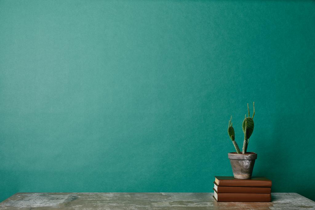 Pianta di cactus su libri su sfondo verde
 - Foto, immagini