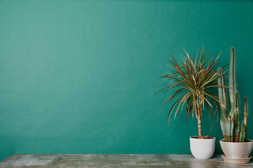 Dos plantas en macetas sobre mesa polvorienta sobre fondo verde
 - Foto, imagen
