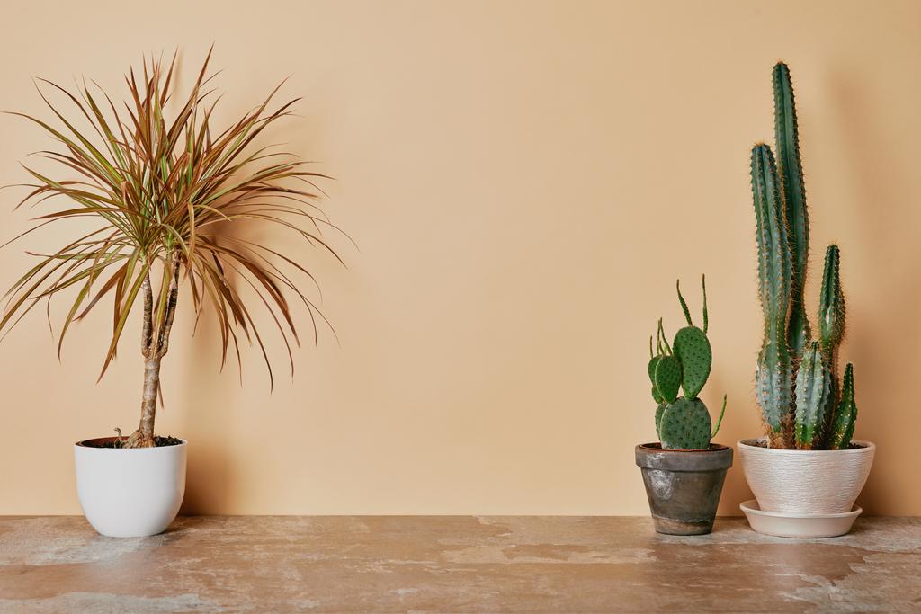 Plantes en pots de fleurs sur table poussiéreuse sur fond beige
 - Photo, image
