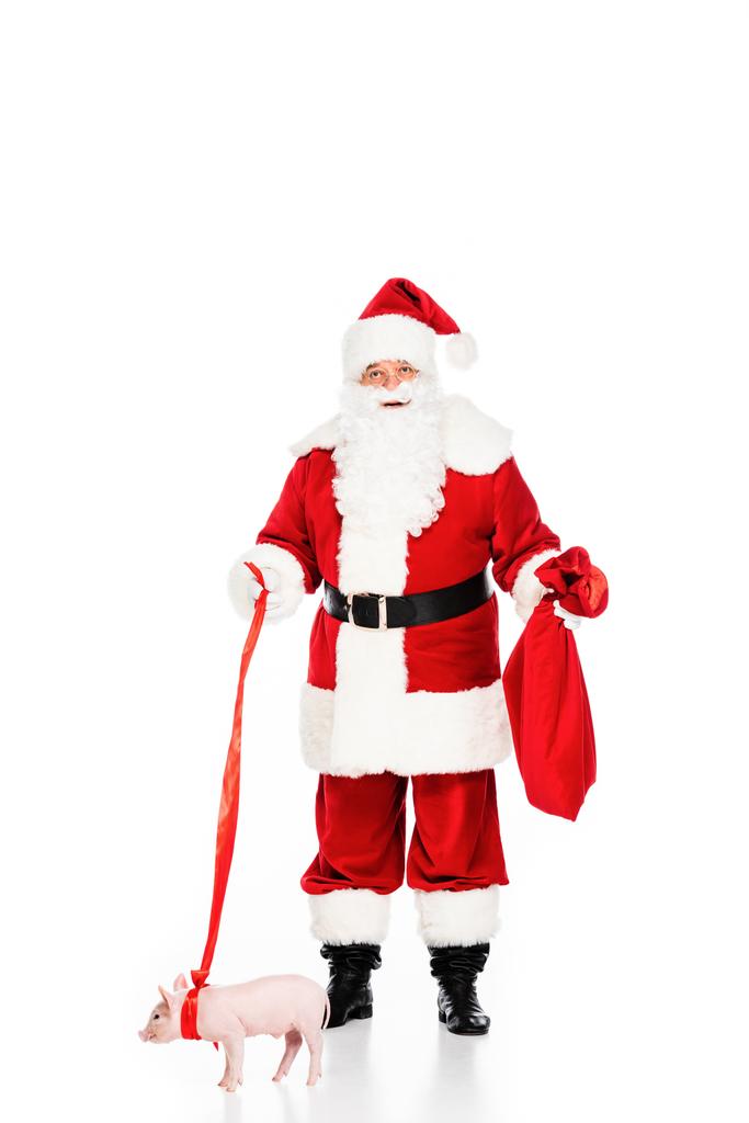 confused santa claus with leashed piggy isolated on white - Photo, Image