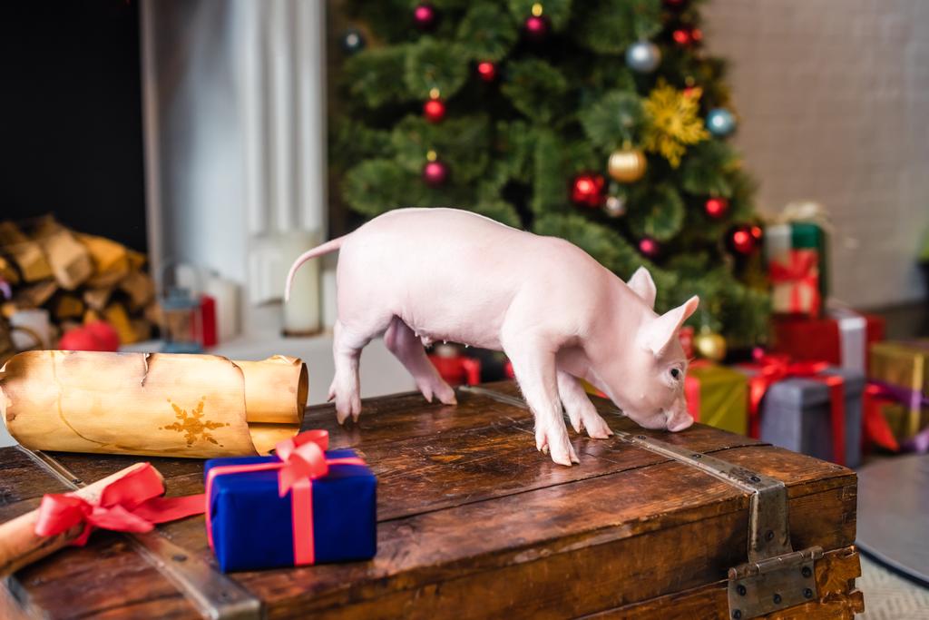 мила маленька свиня на дерев'яній грудній клітці в різдвяний час
 - Фото, зображення