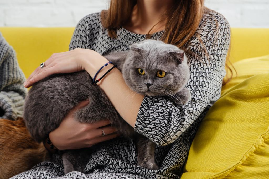 çok güzel tutan kız görünümünü kırpılmış scottish fold kedi  - Fotoğraf, Görsel