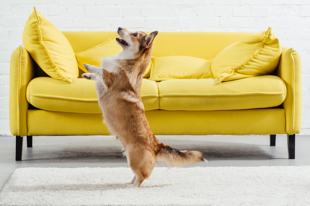 милий пемброк валлійський коргі собака перукарі команди, щоб стояти
 - Фото, зображення