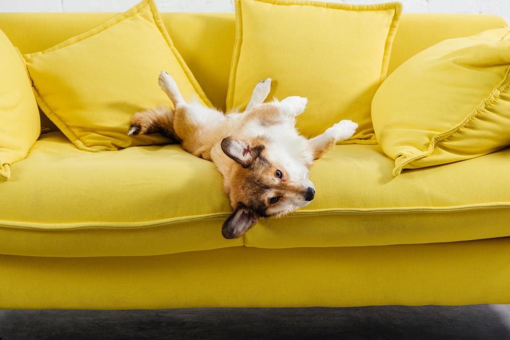 чарівний пемброк валлійський коргі собака лежить на жовтому дивані
 - Фото, зображення