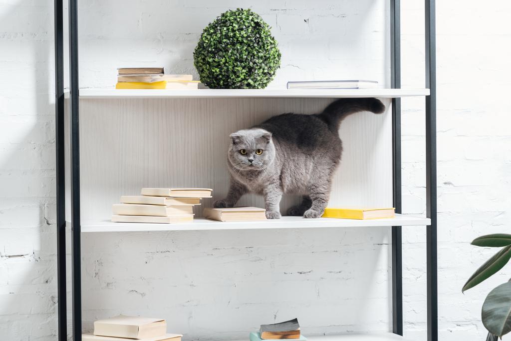 adorable escocés plegable gato de pie en estantería unidad en blanco
 - Foto, Imagen