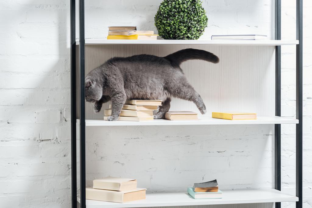lindo escocés plegable gato de pie en estantería unidad en blanco
 - Foto, Imagen