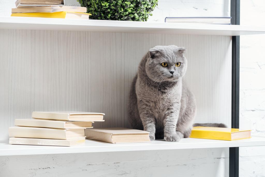 adorable écossais plier chat assis sur étagère unité sur blanc
 - Photo, image