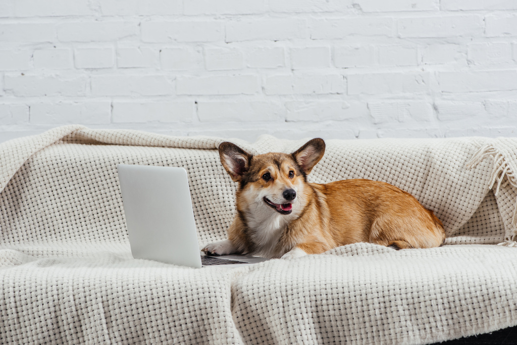 ラップトップが付いているソファーで面白いコーギー犬 - 写真・画像