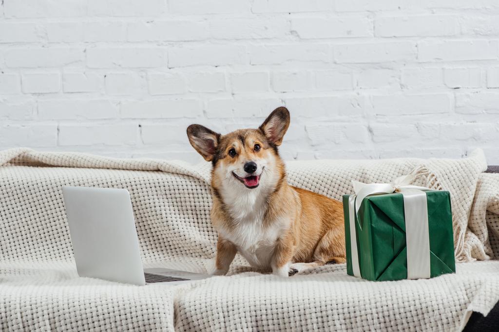 ノート パソコン、ギフトが付いているソファーの上に座ってかわいいコーギー犬  - 写真・画像