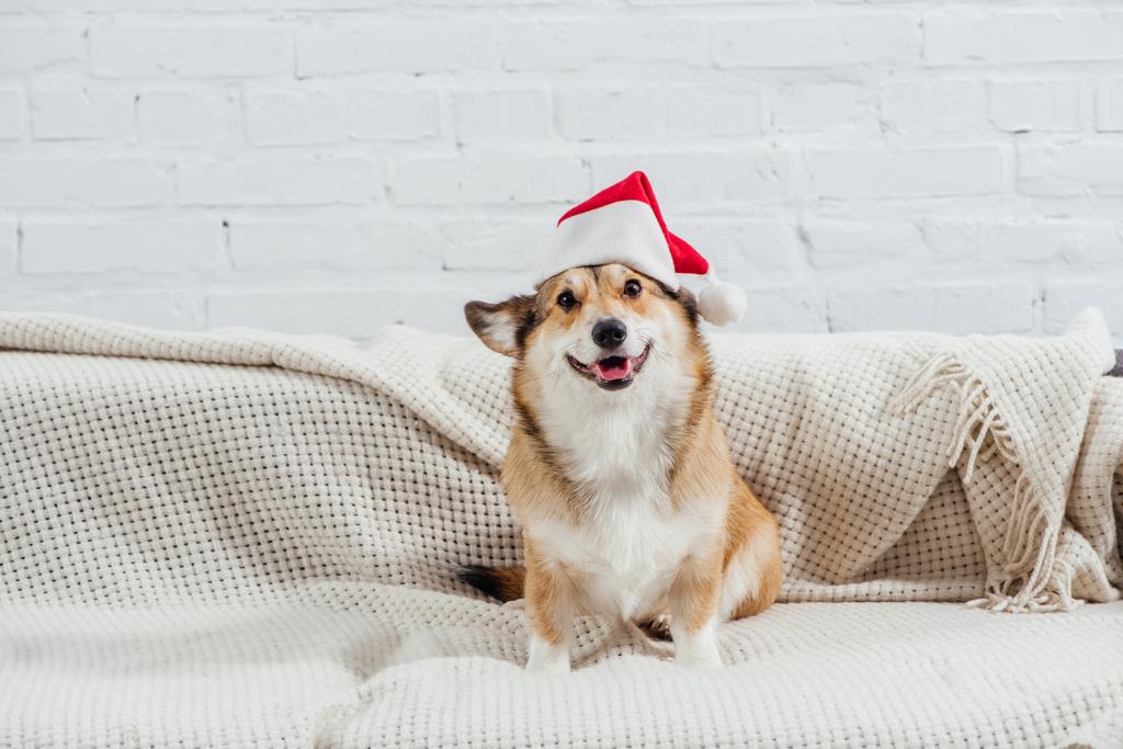 pembroke walisischer Corgi mit Weihnachtsmütze auf Sofa mit weißem Hintergrund - Foto, Bild