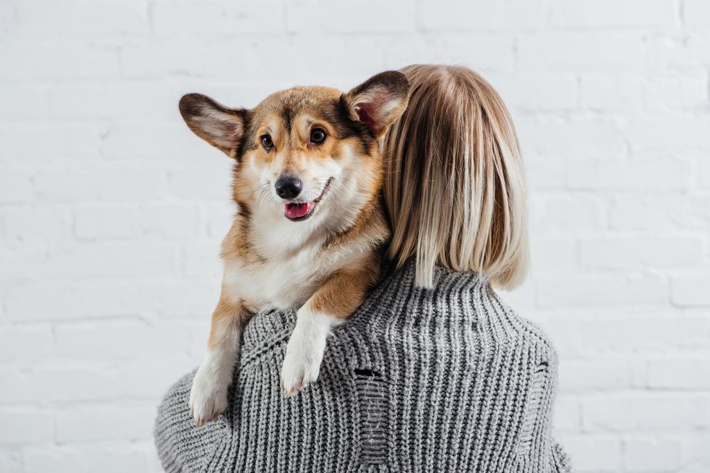 back view of girl in grey sweater holding cute pembroke welsh corgi on white  - Photo, Image