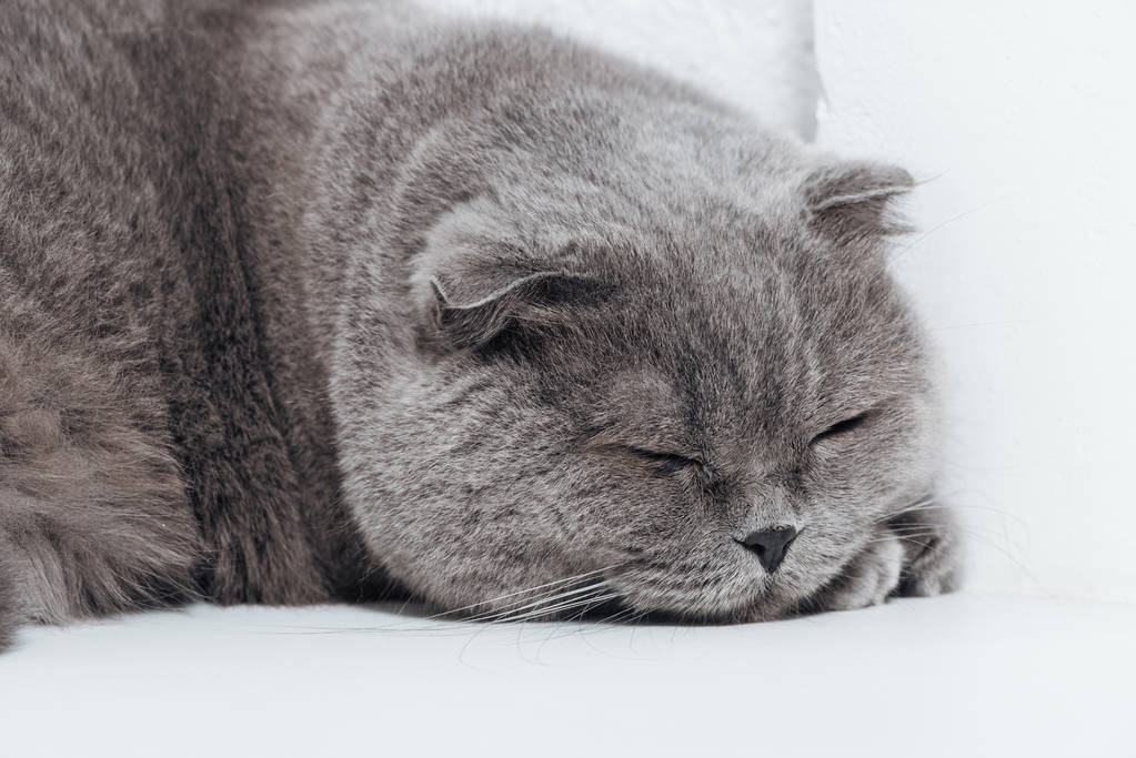 крупним планом сплячий шотландський складчастий кіт на білому тлі
 - Фото, зображення
