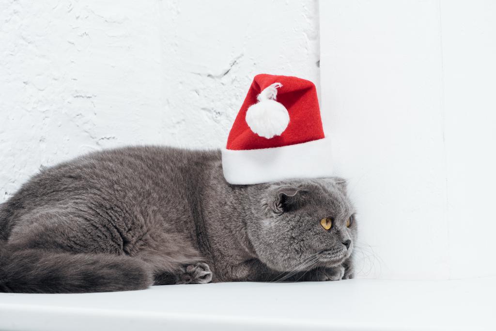 прелестный шотландский складной кот в рождественской шляпе Санты на белом
 - Фото, изображение
