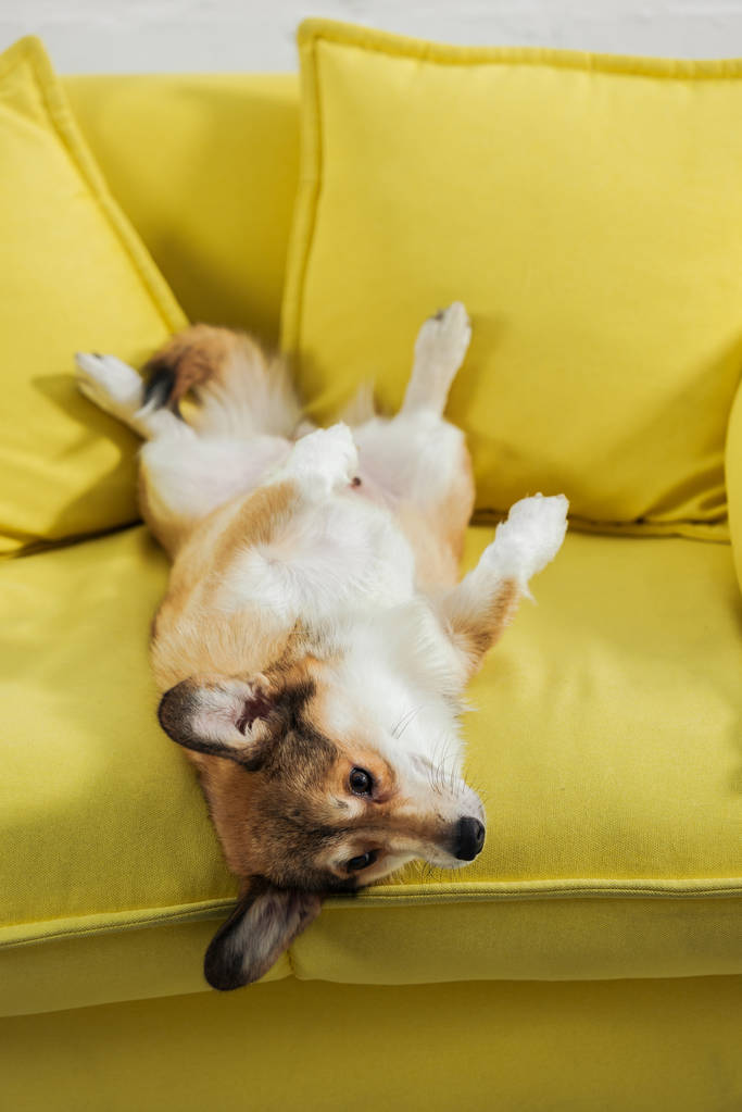 entzückender Corgi-Hund liegt auf dem Rücken auf gelbem Sofa - Foto, Bild