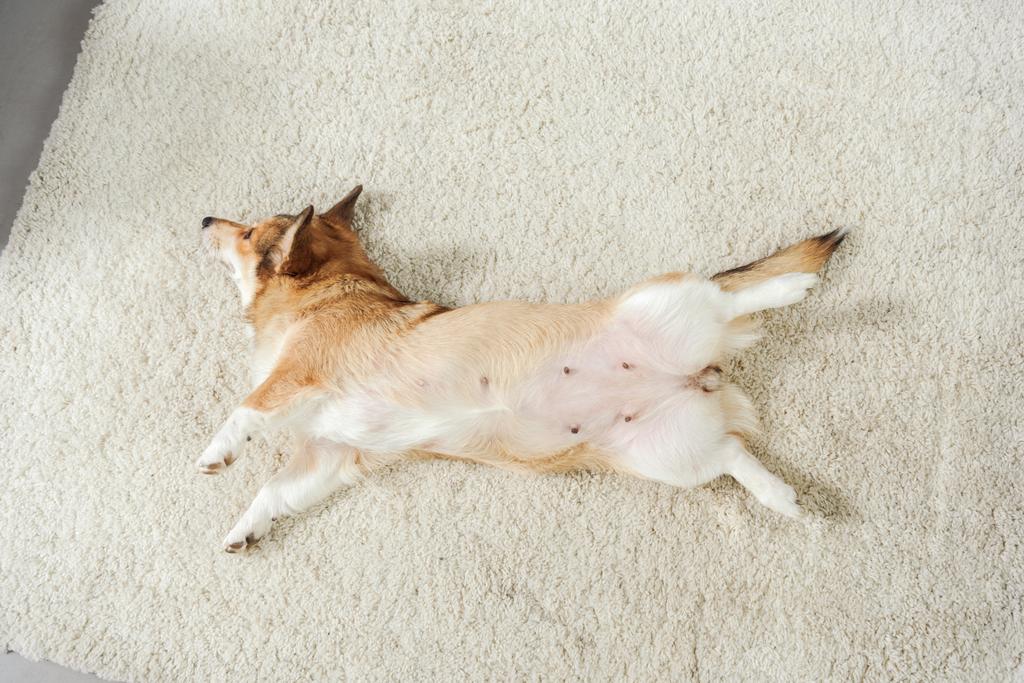 pohled shora rozkošný corgi pes ležel na koberci doma - Fotografie, Obrázek