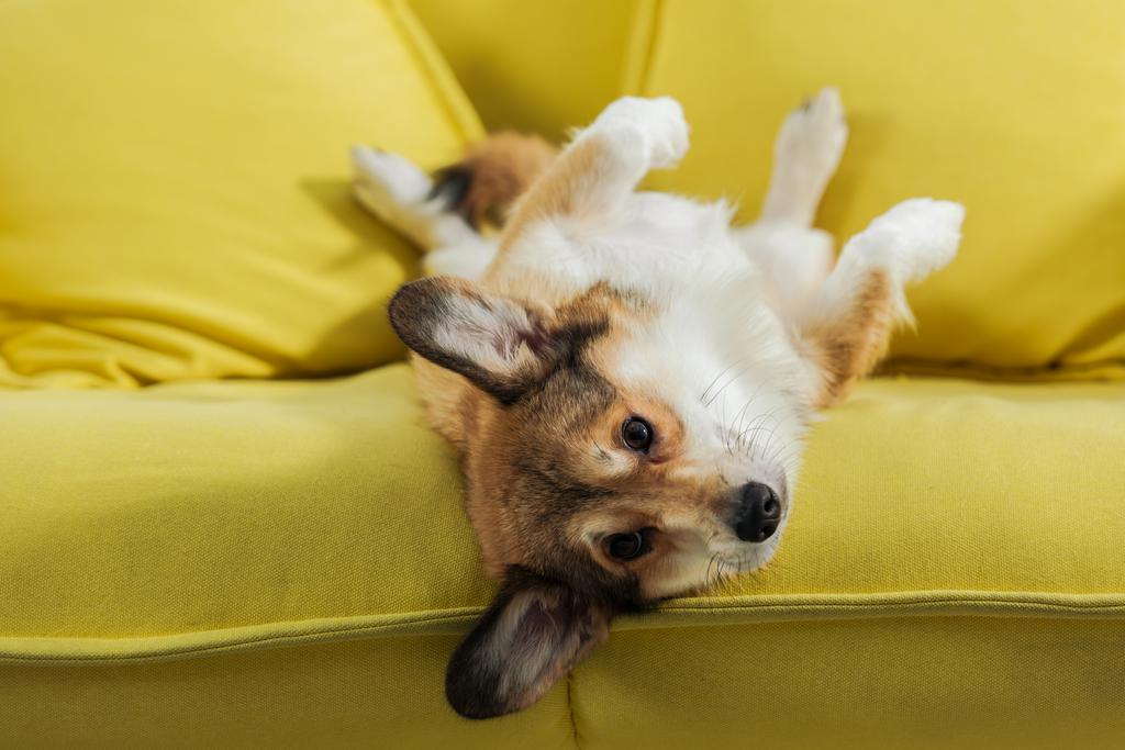 adorable chien corgi couché sur le dos sur un canapé jaune et regardant la caméra
 - Photo, image