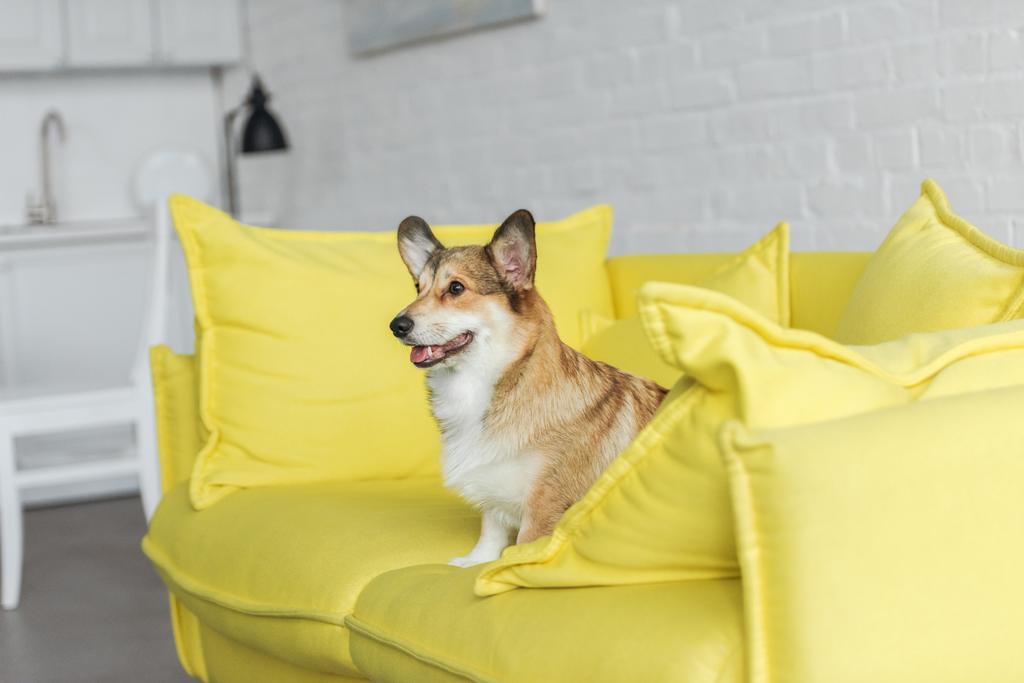 carino cane corgi seduto sul divano giallo a casa e guardando altrove
 - Foto, immagini