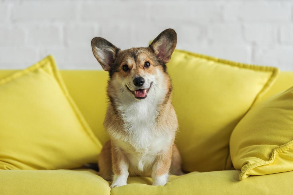 schattig corgi hond zittend op gele Bank thuis en kijken naar camera - Foto, afbeelding