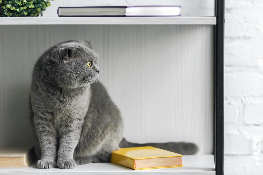 愛らしいグレー スコティッシュフォールド猫本棚の上に座って、よそ見 - 写真・画像