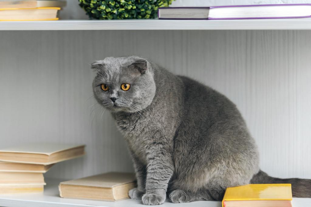 αξιολάτρευτο scottish Διπλώνετε γάτα κάθεται στο ράφι - Φωτογραφία, εικόνα