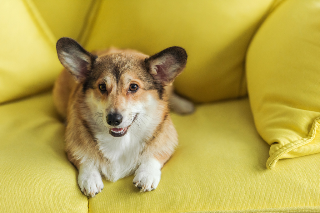 lindo corgi perro acostado en amarillo sofá en casa
 - Foto, imagen