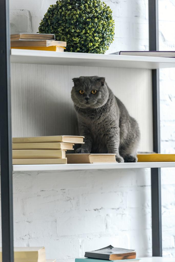adorable escocés plegable gato sentado en librería y mirando cámara
 - Foto, imagen