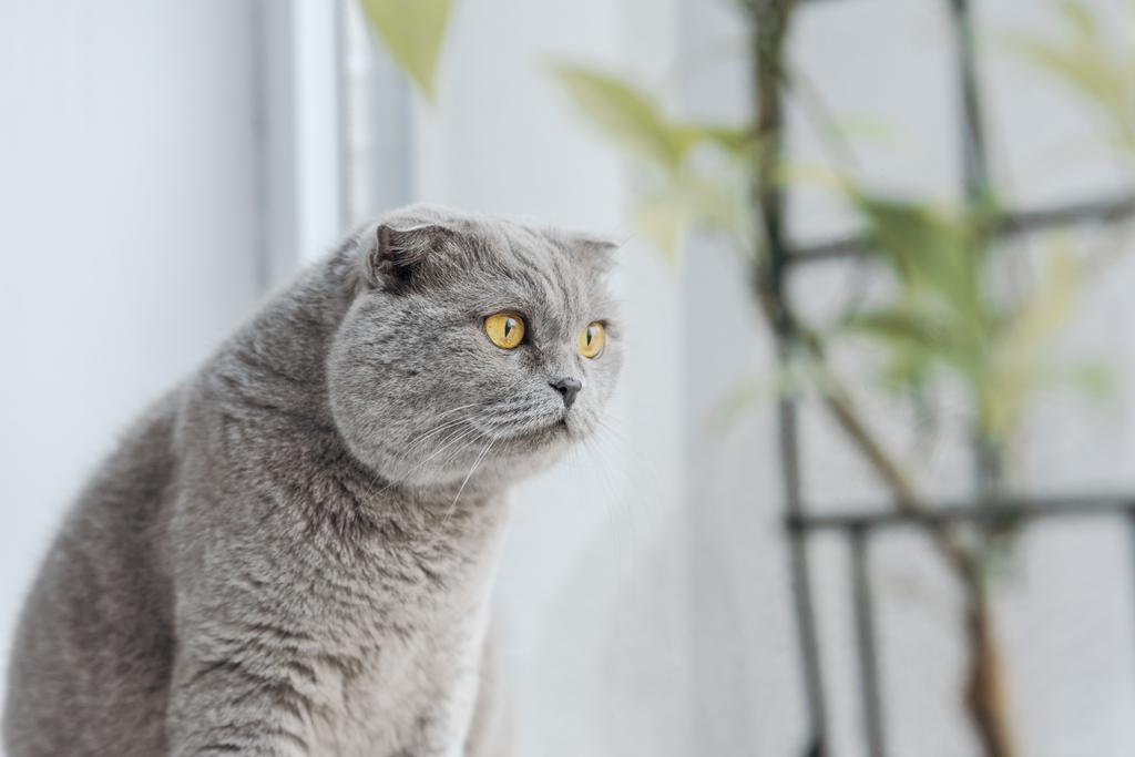 gatto piega scozzese eccitato seduto sul davanzale della finestra a casa
 - Foto, immagini