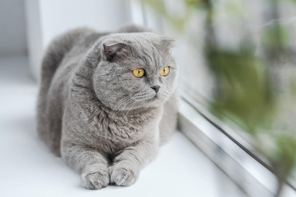 scottish fold cat relaxing on windowsill at home and looking through window - Photo, Image