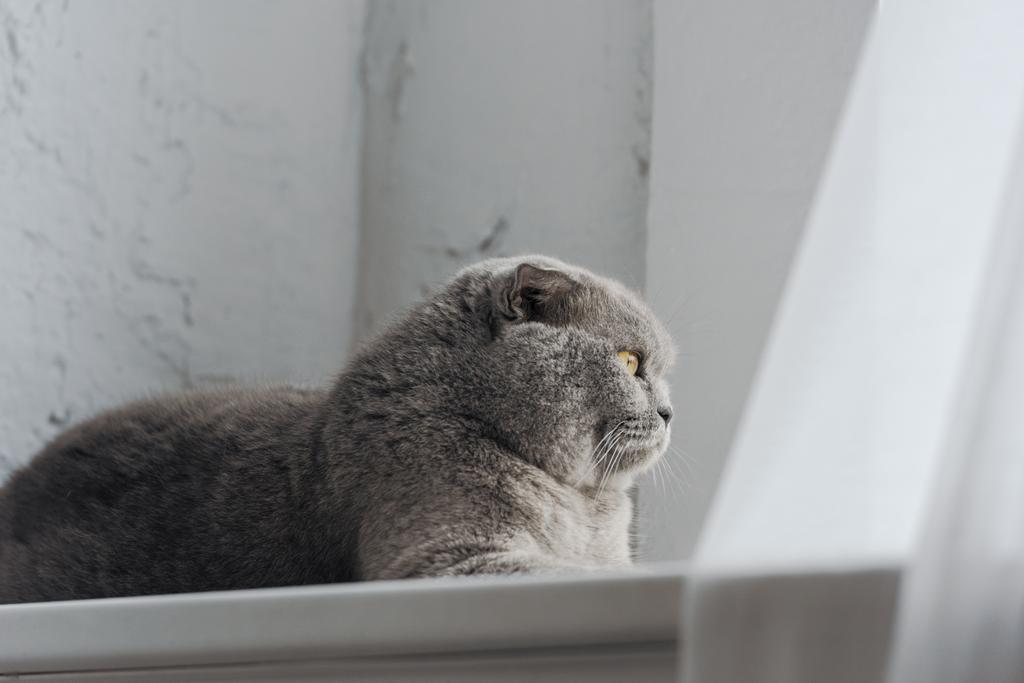 愛らしいスコティッシュフォールド猫窓辺の上に横たわるとウィンドウを通じて探し ロイヤリティフリー写真 画像素材