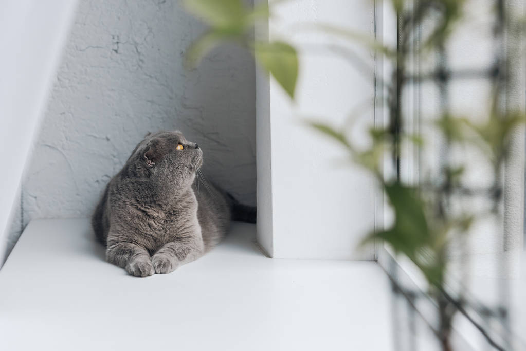 lindo gato gris acostado en el alféizar de la ventana y mirando hacia arriba
 - Foto, Imagen