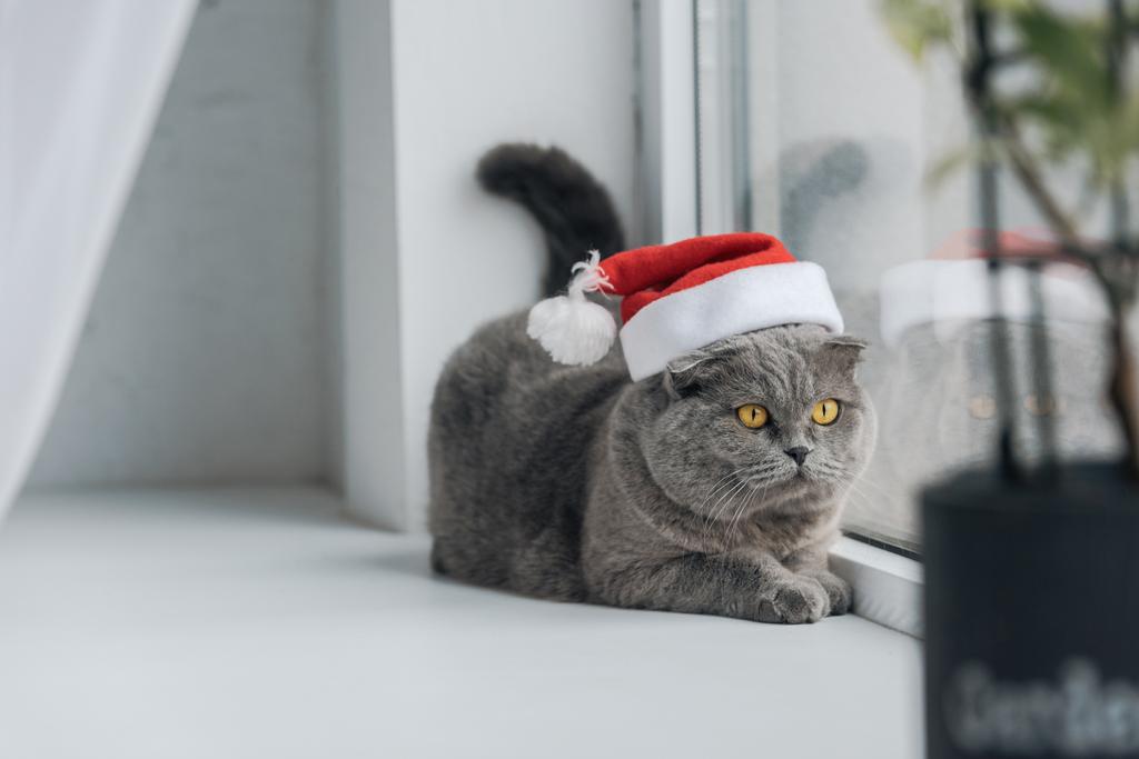 lähikuva kuva ihana harmaa kissa santa hattu makaa ikkunalaudalla
 - Valokuva, kuva