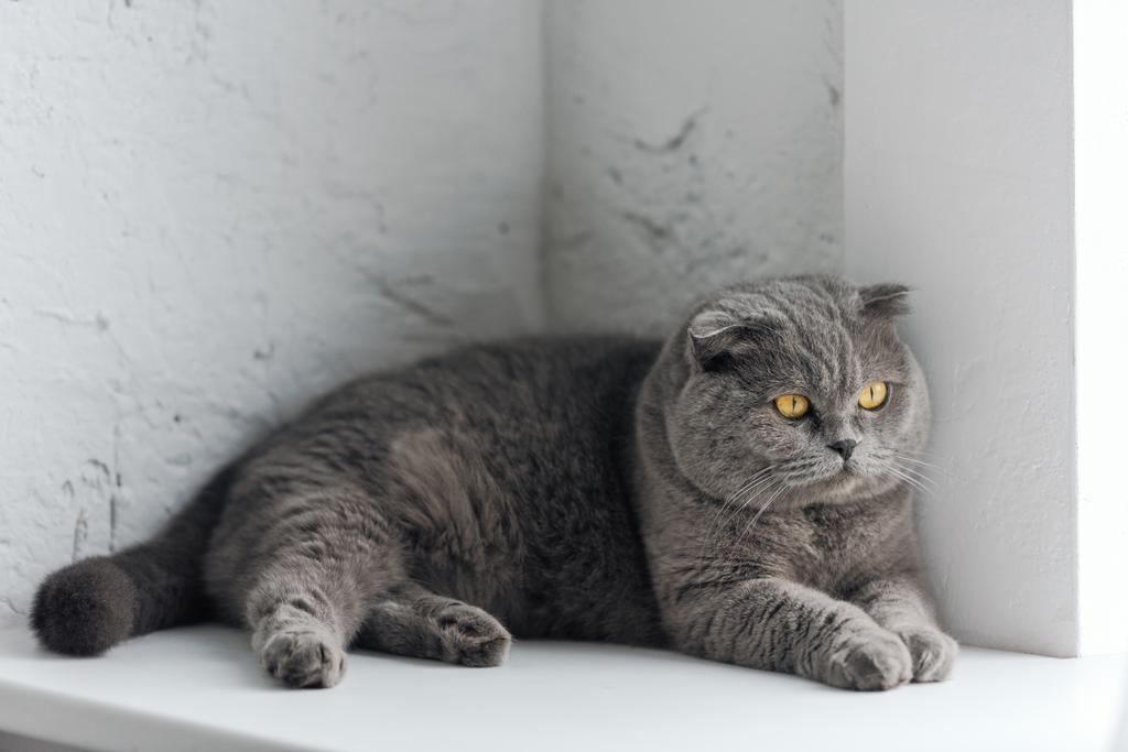 primer plano de adorable gato gris acostado en alféizar de la ventana
 - Foto, Imagen