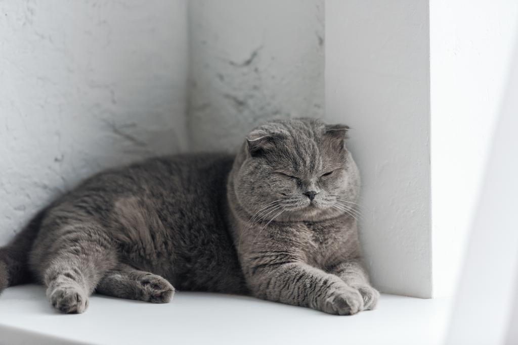γκρο πλαν βολή του αξιολάτρευτο γκρίζα γάτα κοιμάται στο περβάζι - Φωτογραφία, εικόνα