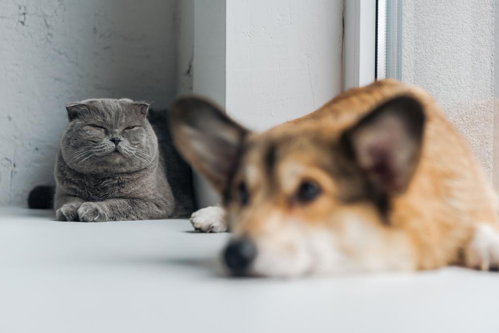 primer plano de lindo escocés plegable gato y corgi perro acostado en alféizar de la ventana juntos
 - Foto, Imagen