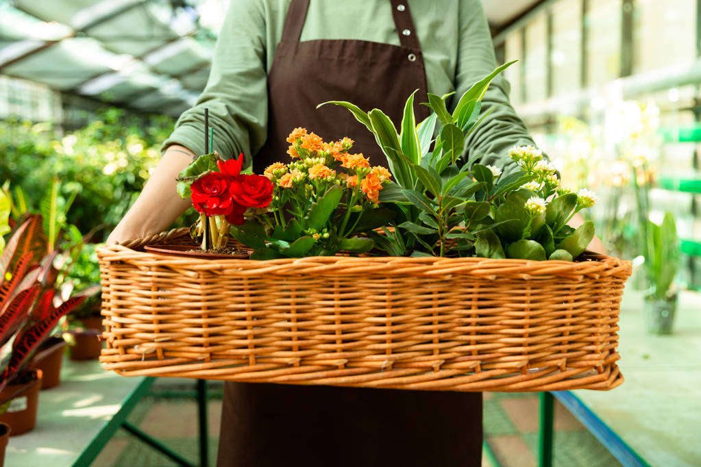 Foto recortada da florista mulher de 20 anos vestindo avental carregando cesta com flores enquanto trabalhava em estufa
 - Foto, Imagem