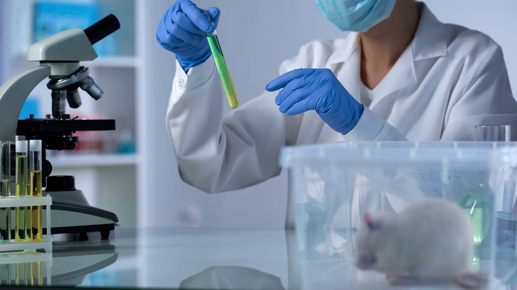 Naukowiec mieszania badanej cieczy w rurce ogląda reakcji, Szczur laboratoryjny siedzi w pole - Zdjęcie, obraz