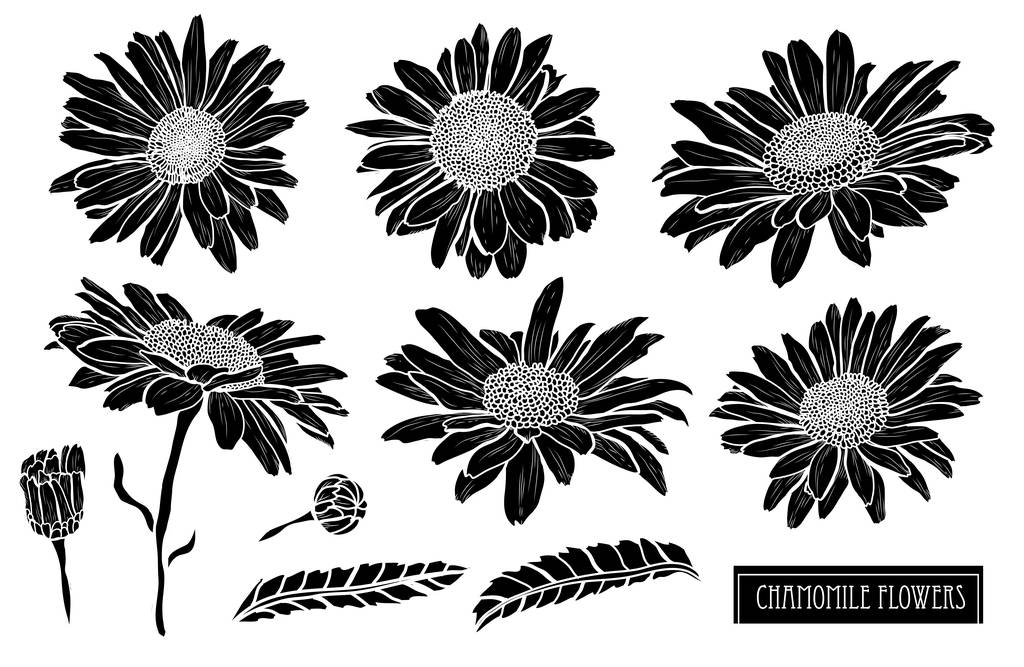 Decorative chamomile flowers set, design elements. Can be used for cards, invitations, banners, posters, print design. Floral background in line art style - Vector, Image