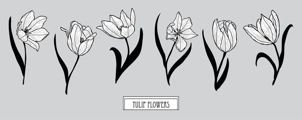 Декоративний набір квітів тюльпанів, елементи дизайну. Може використовуватися для карт, запрошень, банерів, плакатів, дизайну друку. Квітковий фон в стилі лінійного мистецтва
 - Вектор, зображення