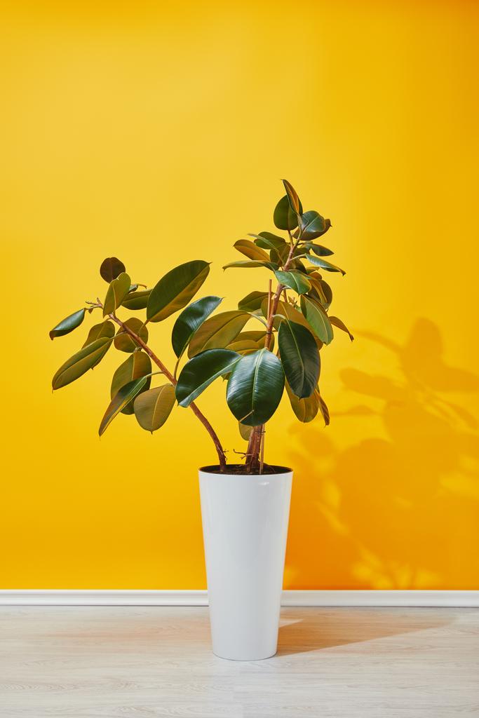 Φυτό εσωτερικού χώρου με πράσινα φύλλα σε λευκό γλάστρα κοντά σε κίτρινο τοίχο - Φωτογραφία, εικόνα