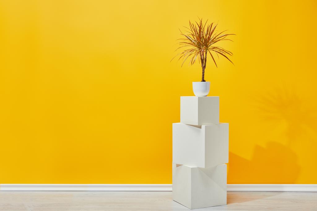 Φυτό εσωτερικού χώρου σε γλάστρα σε άσπρο ασβεστοκονίαμα κύβους κοντά κίτρινο τοίχο - Φωτογραφία, εικόνα