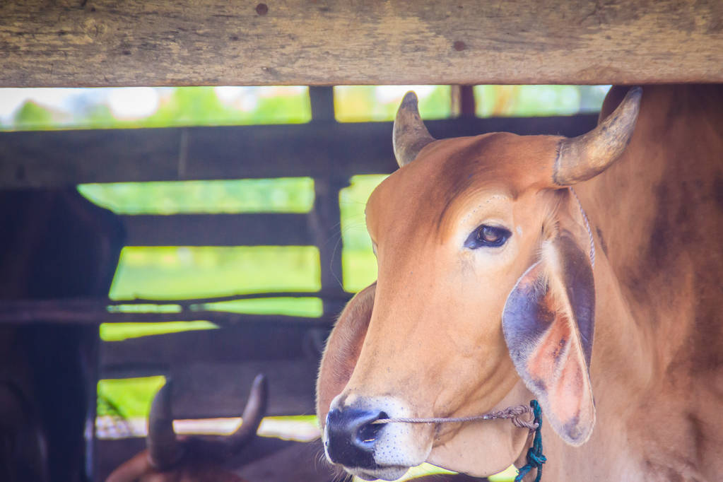 Punaruskea hybridi-amerikkalainen Brahman Cow Cattle, päälaukaus. Amerikkalainen Brahman oli ensimmäinen naudanlihakarjarotu kehitetty Yhdysvalloissa
.  - Valokuva, kuva