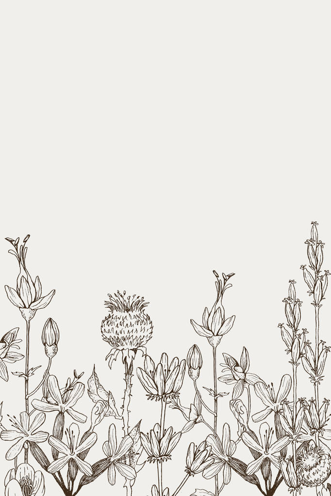 Kräuter- und Wildpflanzen grenzen ein. Vintage botanisch gestochene Illustration. Vektor handgezeichnete natürliche Elemente. Skizzenstil. - Vektor, Bild
