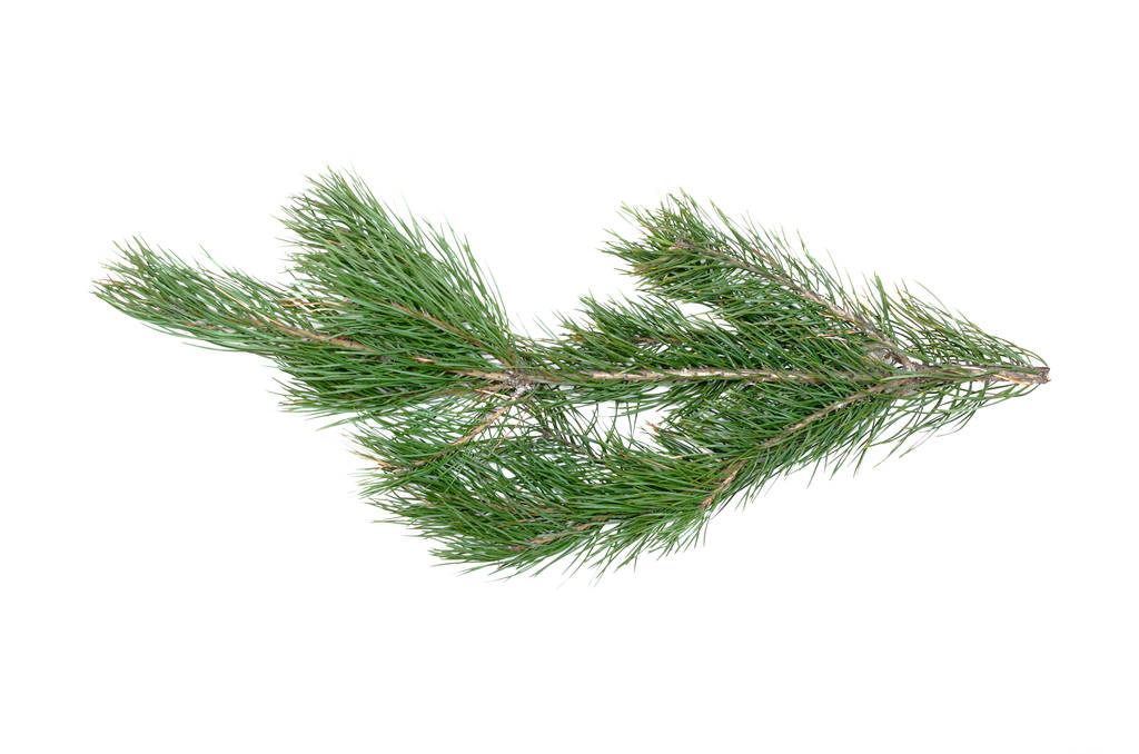Green pine tree branch isolated on white background. - Photo, Image