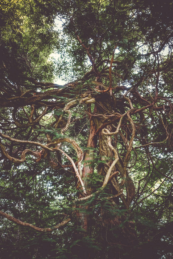 Arbre fantastique avec d'énormes racines dans le jardin botanique Nikko, Japon
 - Photo, image
