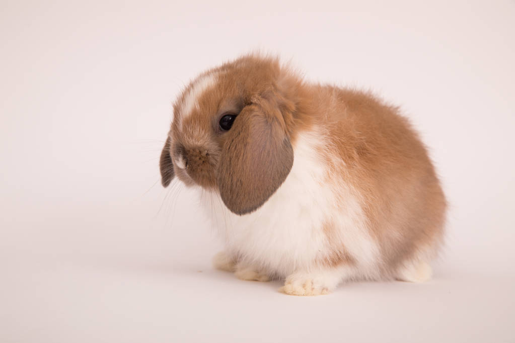 Милый кролик
 - Фото, изображение