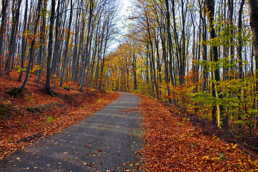 Ładny, ciepły kolor krajobraz jesień w lesie z opadłych liści i krętej drodze - Zdjęcie, obraz