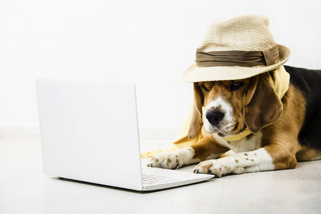 Stylowy ładny zabawny beagle pies z kapelusza jest oglądanie internet gry laptop na podłodze - Zdjęcie, obraz